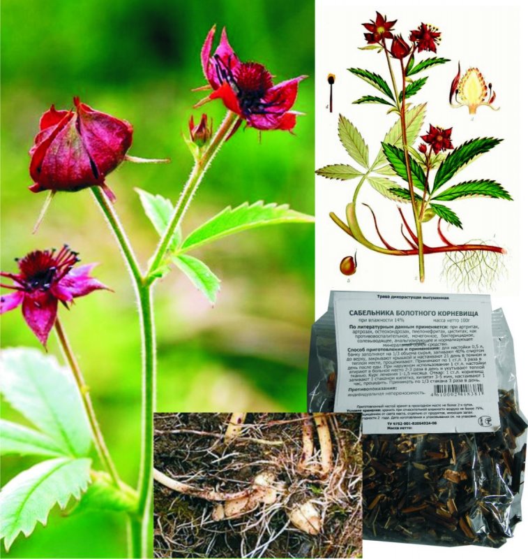 Сабельник болотный (Comarum palustre)