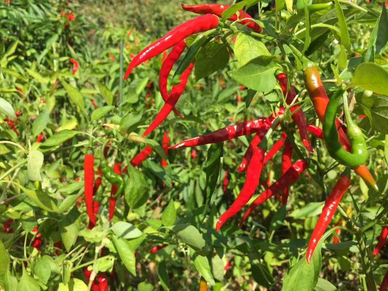 Capsicum Red растение