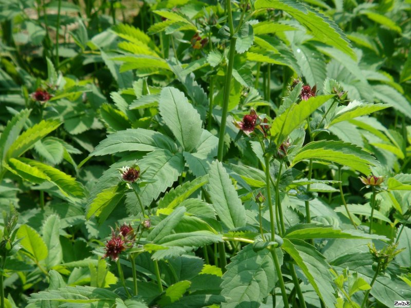 Сабельник болотный– Comarum palustre l.