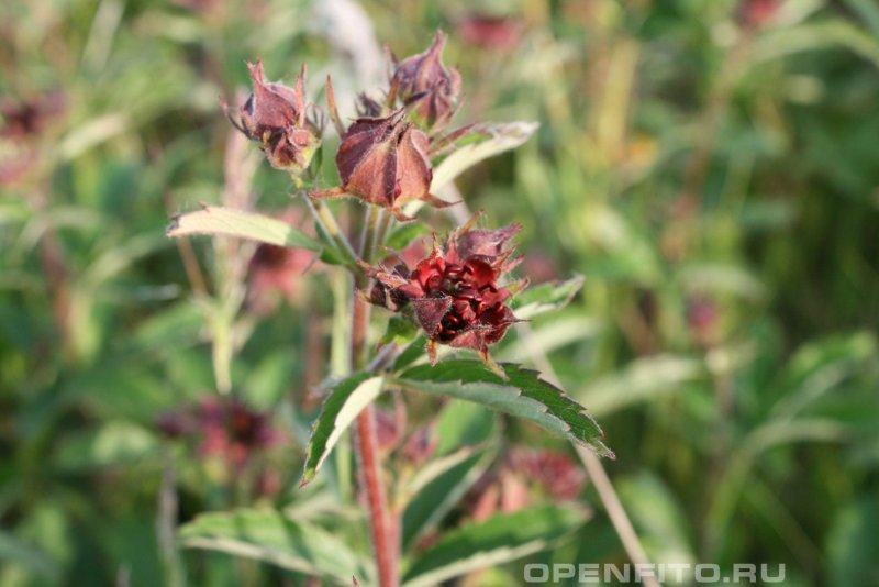Сабельник болотный (Comarum palustre)
