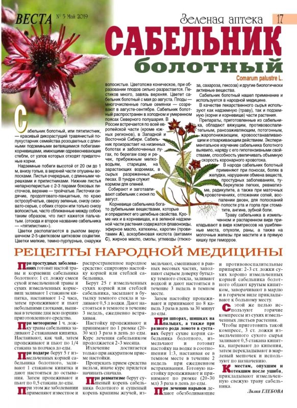 Сабельник болотный Плантариум