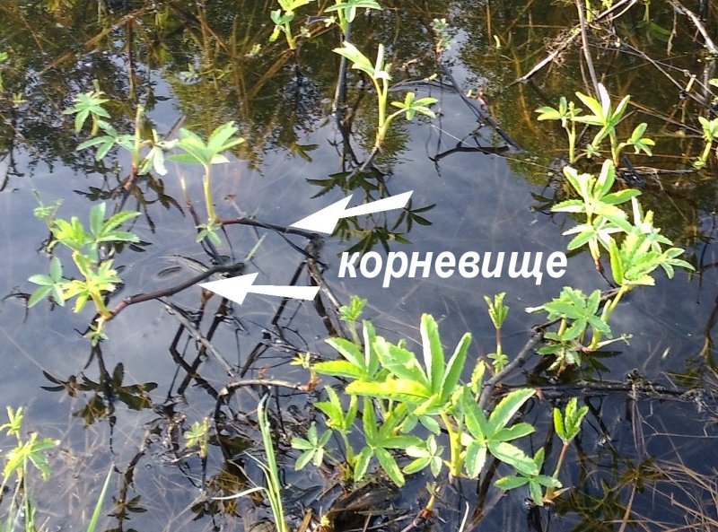 Сабельник болотный корневища