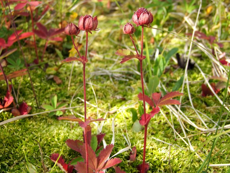 Comarum salesovianum
