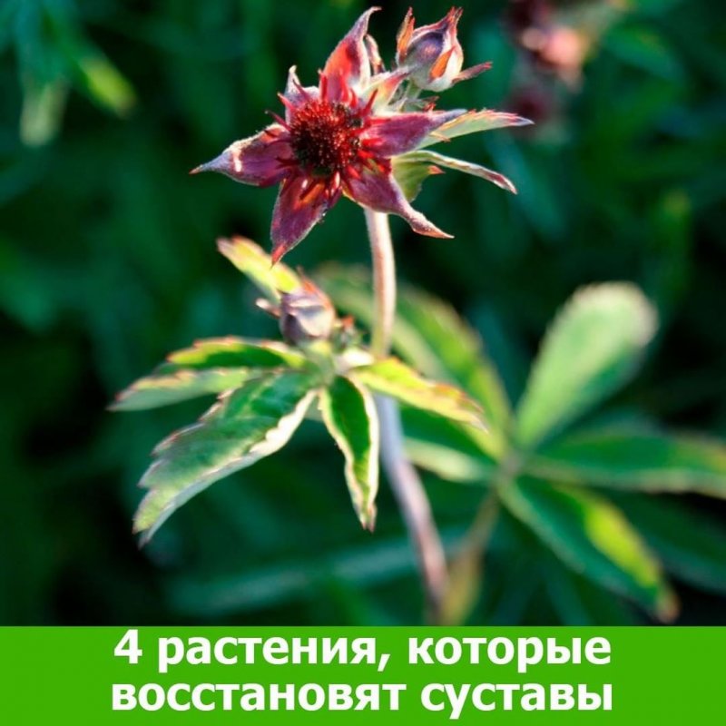 Сабельник болотный Ямало-Ненецкий автономный округ