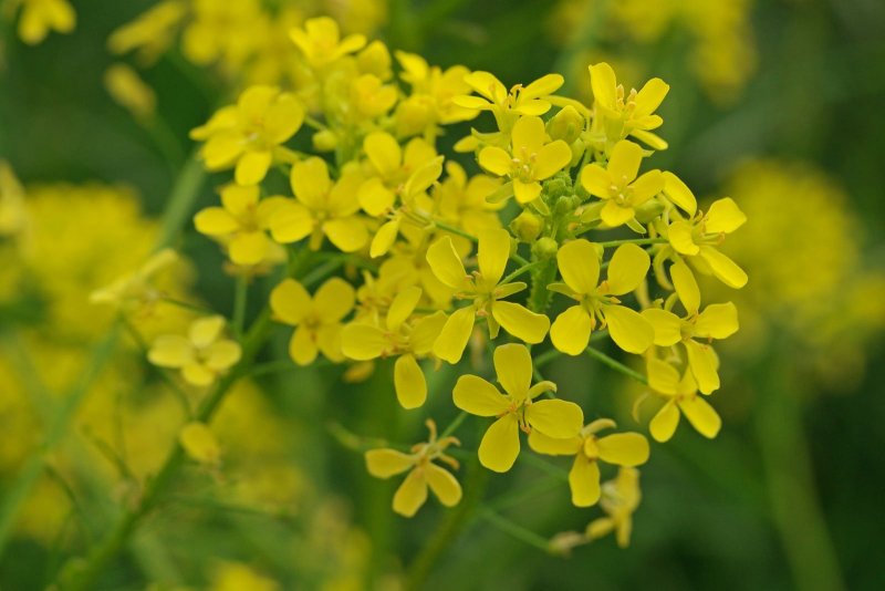 Свербига Восточная Bunias orientalis