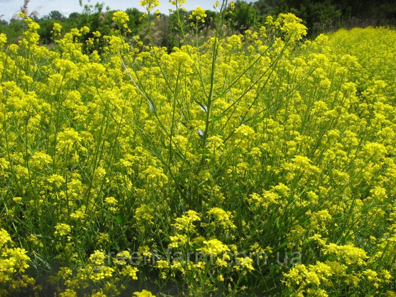 Свербига Восточная Bunias orientalis