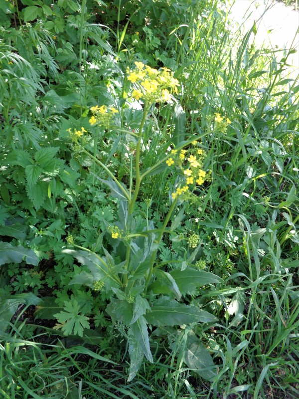 Свербига Восточная Bunias orientalis