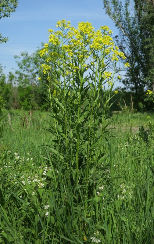Свербига Восточная Bunias orientalis