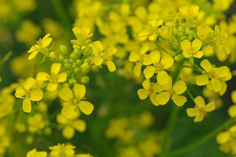 Свербига Восточная Bunias orientalis