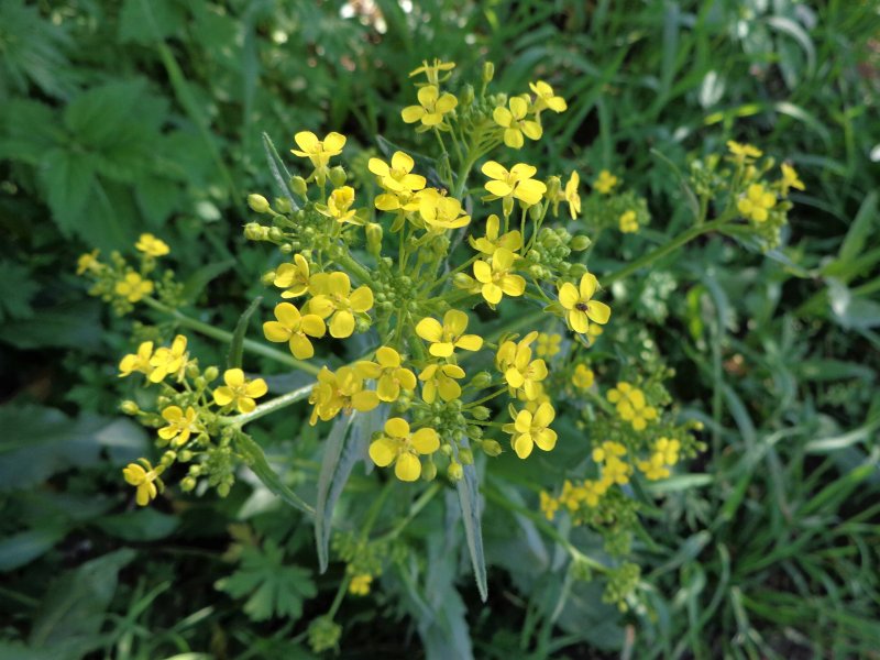 Свербига Восточная Bunias orientalis