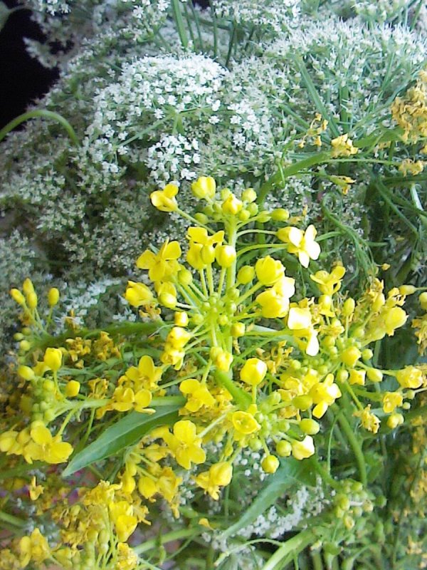 Свербига Восточная Bunias orientalis