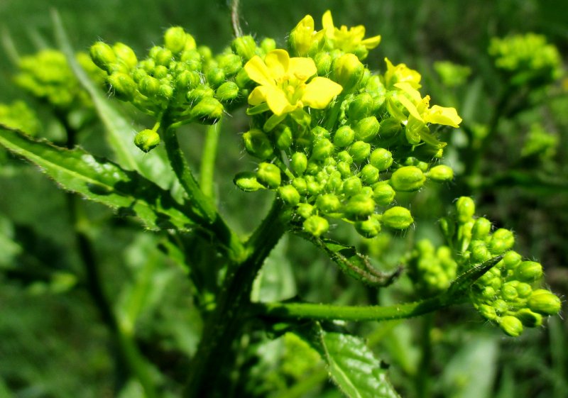 Свербига Восточная Bunias orientalis