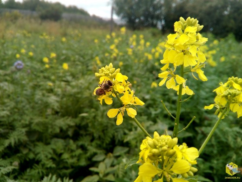 Свербига Восточная Bunias orientalis