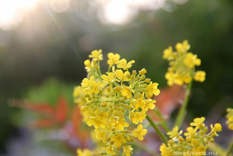 Свербига Восточная Bunias orientalis