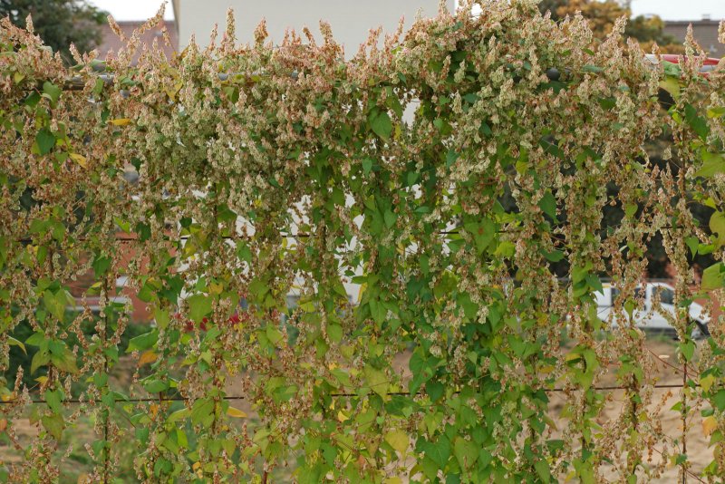 Фаллопия вьющаяся (Fallopia Convolvulus)