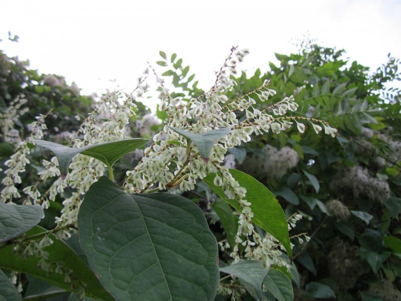 Fallopia japonica