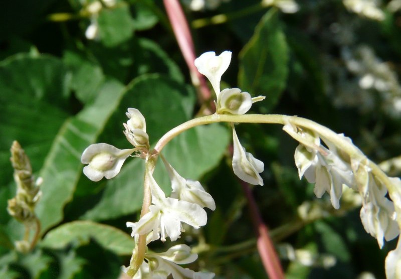 Fallopia baldschuanica - upclimbers