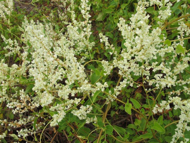 Горец Fallopia aubertii