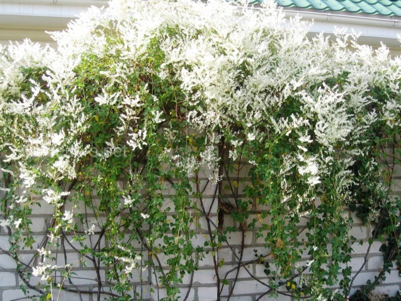 Фаллопия Ауберта (Горец Ауберта)