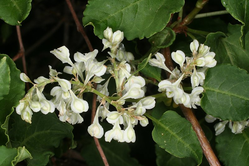 Горец бальджуанский (гречишка бальджуанская, Fallopia baldschuanica).
