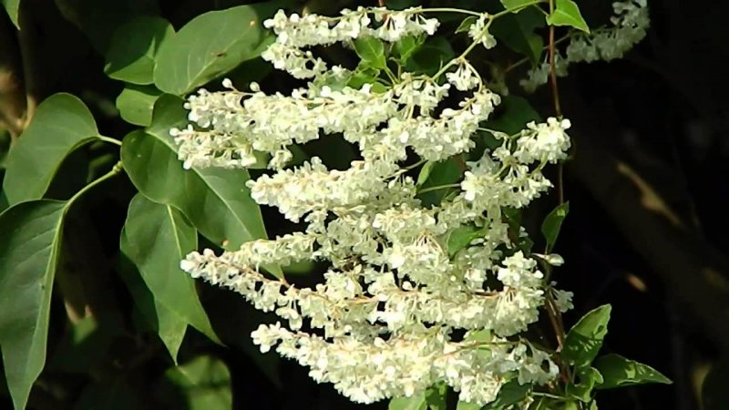 Горец Fallopia aubertii