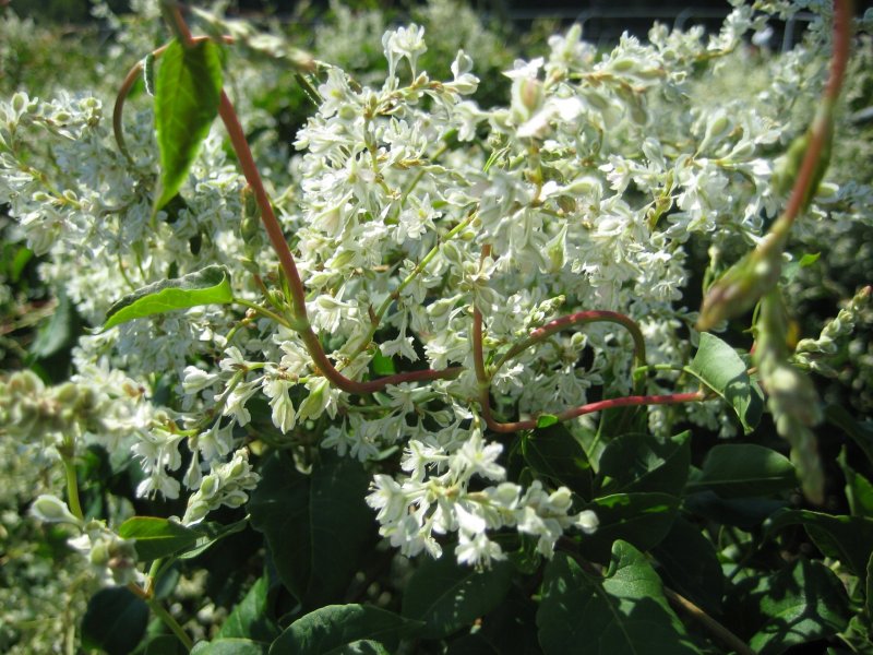 Горец Ауберта Fallopia aubertii (Fallopia baldschuanica)