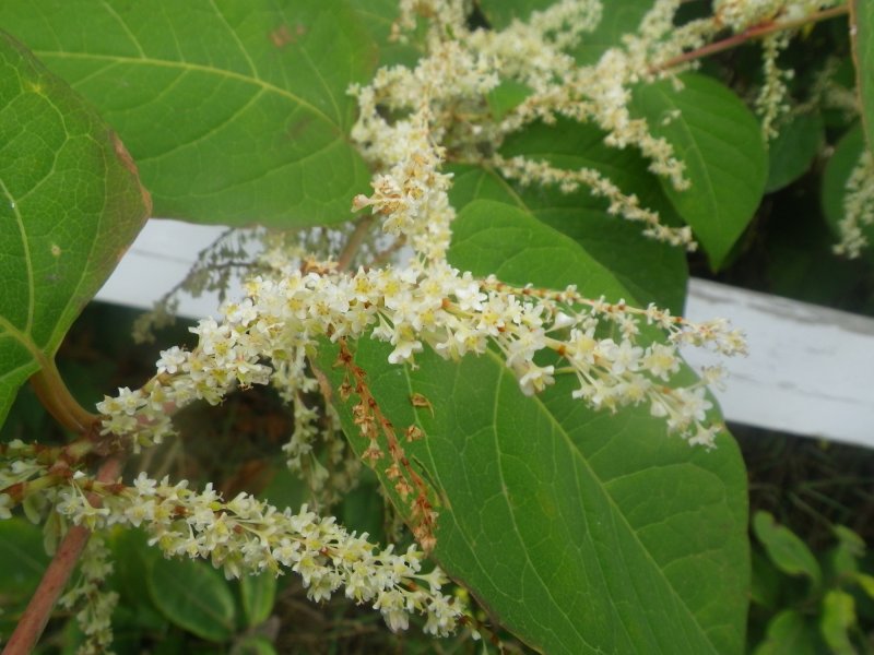 Polygonum cuspidatum