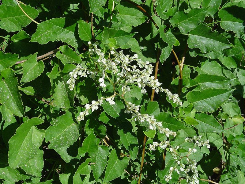 Горец Fallopia aubertii