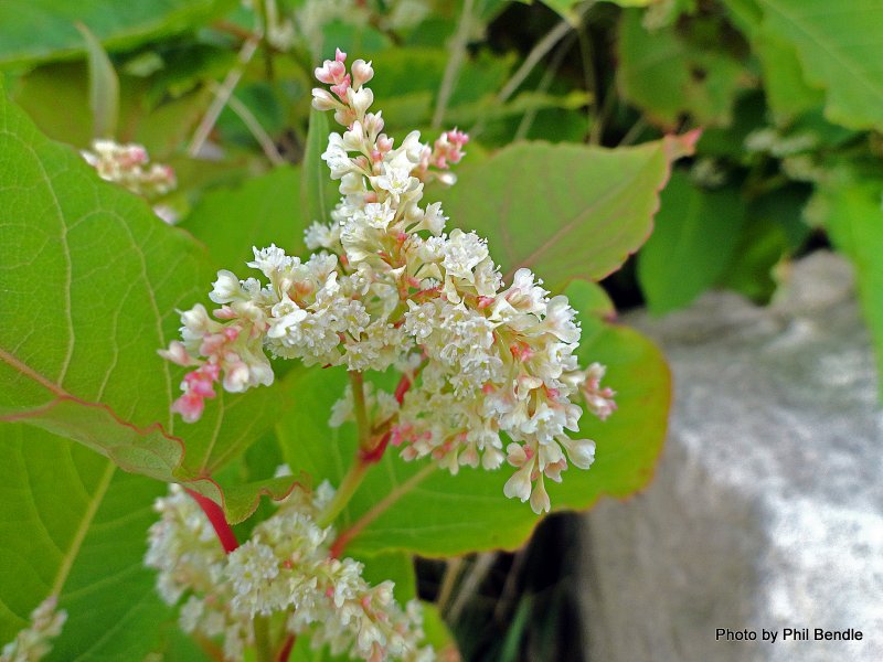 Горец Сахалинский Reynoutria sachalinensis