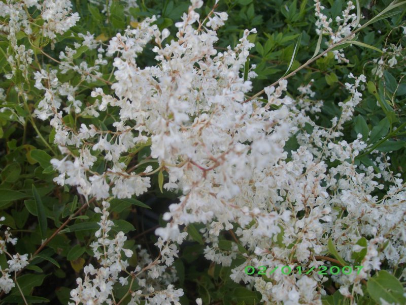 Fallopia aubertii, Polygonum aubertii