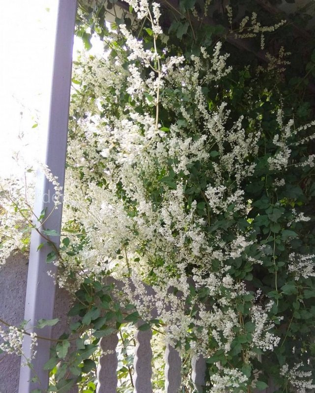 Горец бальджуанский (гречишка бальджуанская, Fallopia baldschuanica).