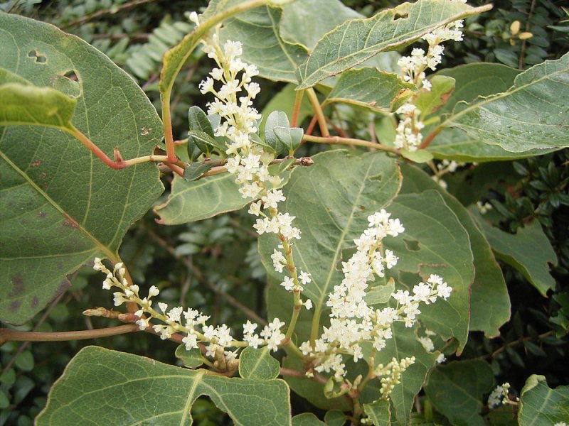 Fallopia japonica compacta