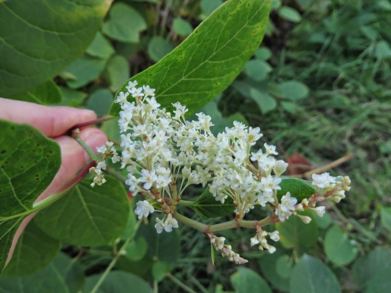 Рейнутрия японская Fallopia japonica