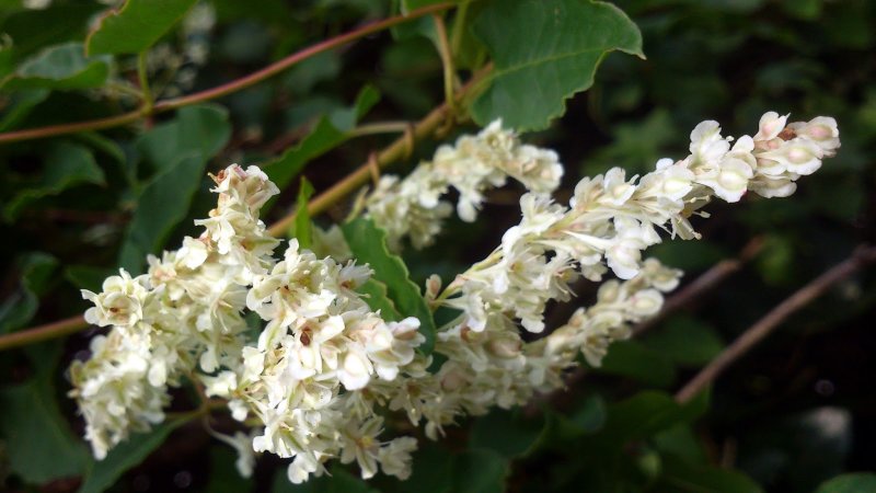 Горец Ауберта Fallopia aubertii (Fallopia baldschuanica)