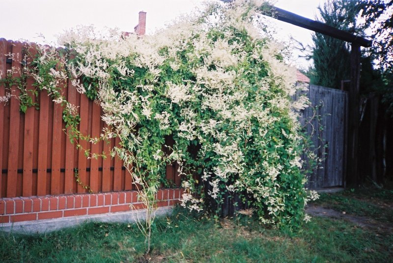 Маклея Горец Сахалинский