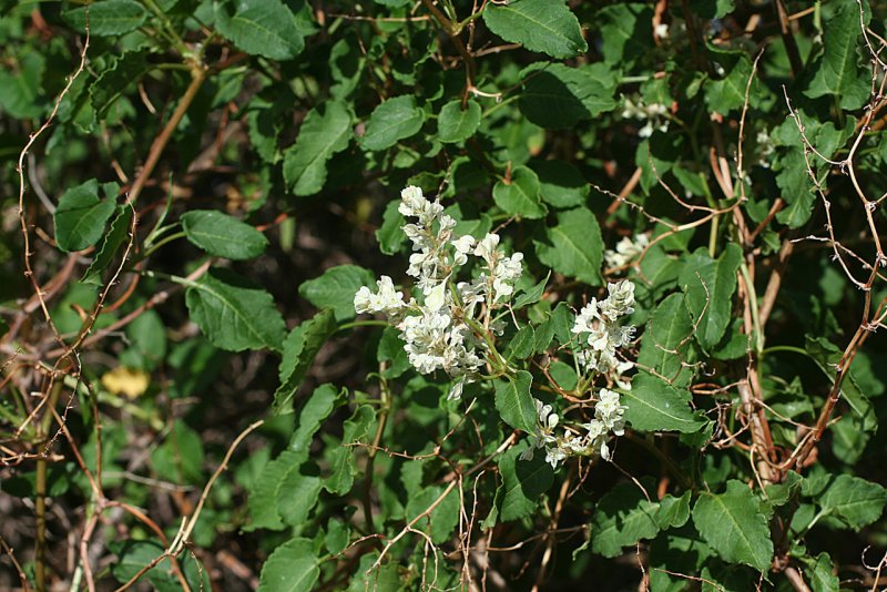 Polygonum baldschuanicum