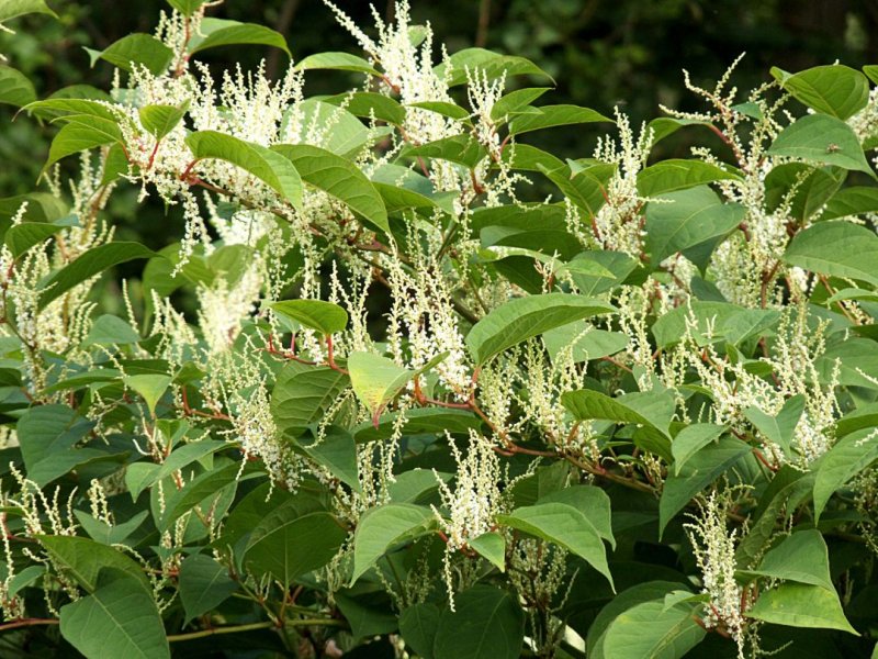 Рейнутрия японская (p. сuspidatum)
