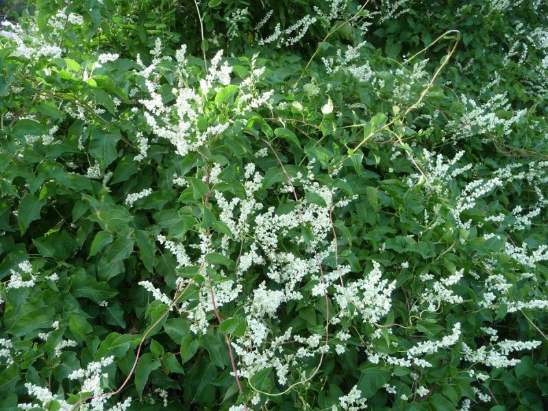 Горец Ауберта - Fallopia aubertii