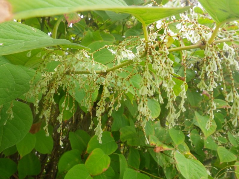 Рейнутрия японская Fallopia japonica