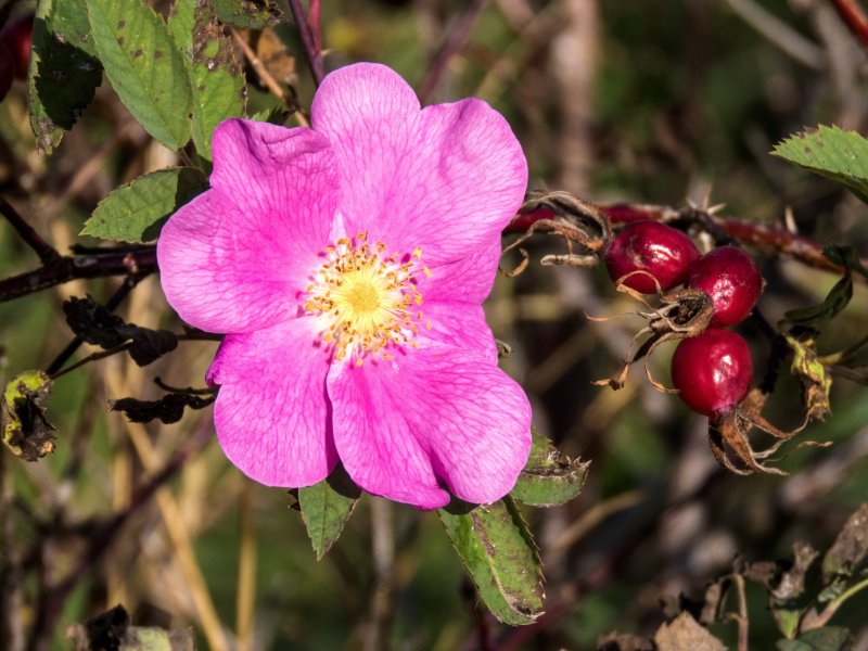 Шиповник Майский (Rosa Majalis)