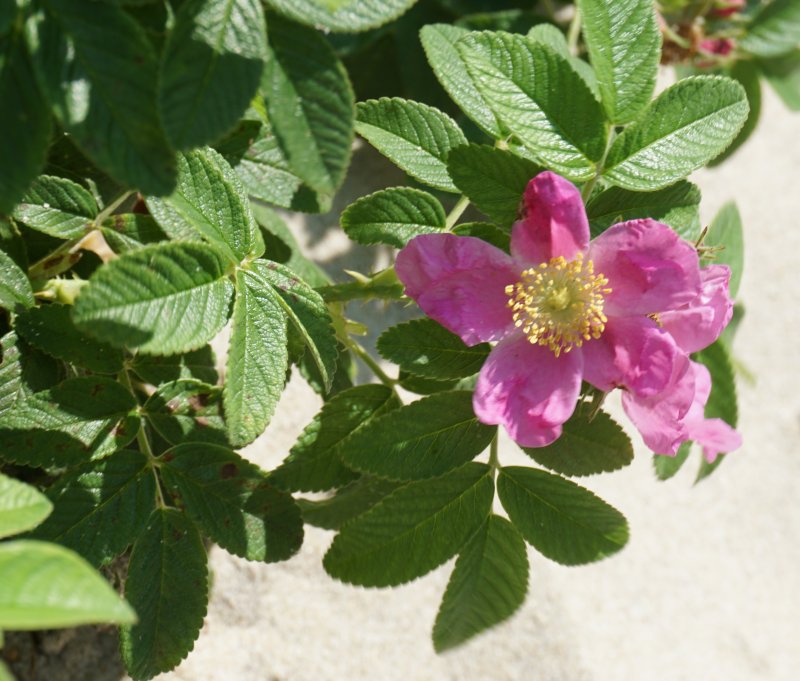 Шиповник Майский (Rosa Majalis)