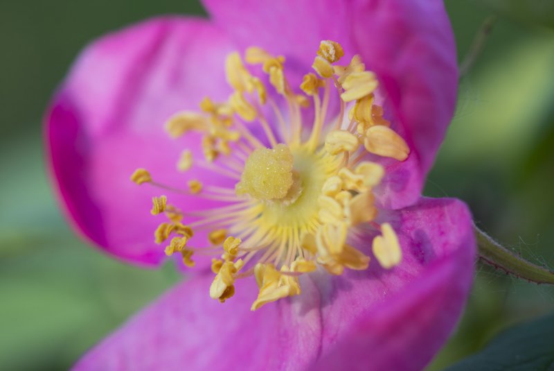 Rosa pratorum