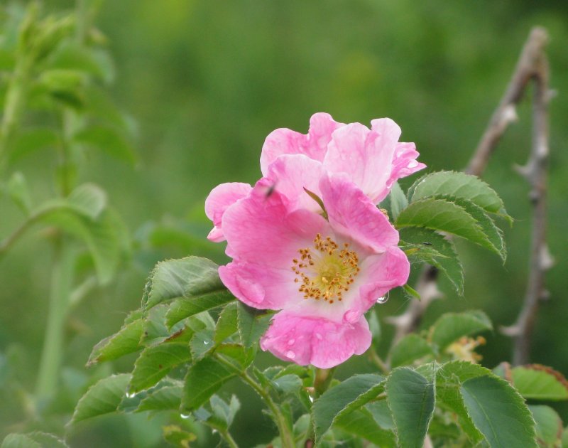Шиповник коричный, Rosa cinnamomea l.