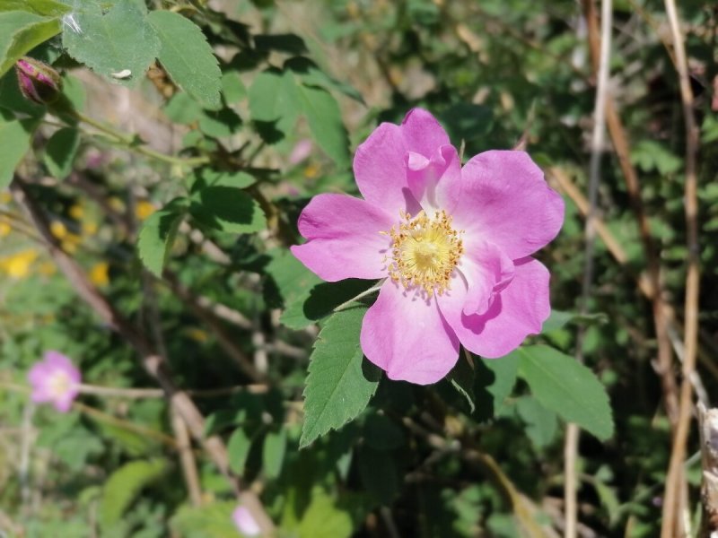 Шиповник Майский (Rosa Majalis)