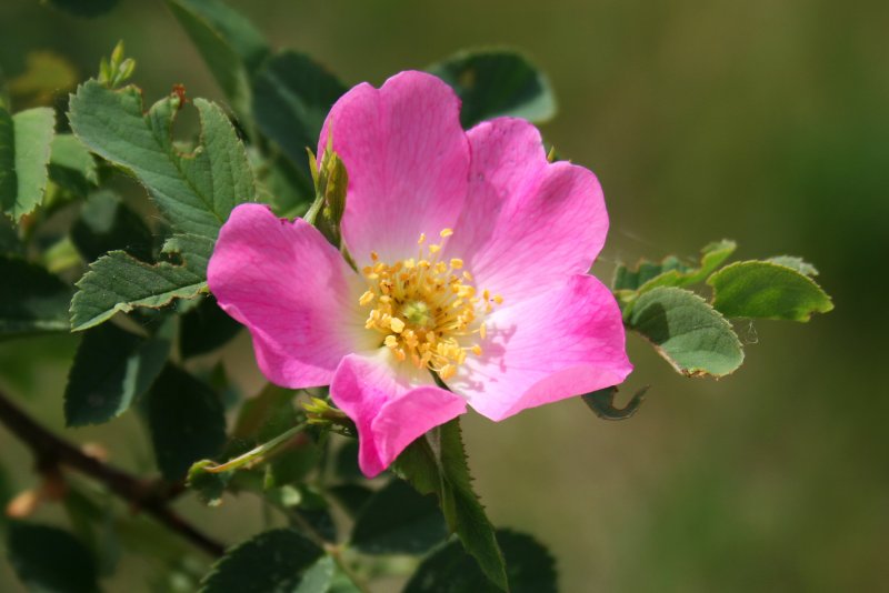 Rosa arkansana