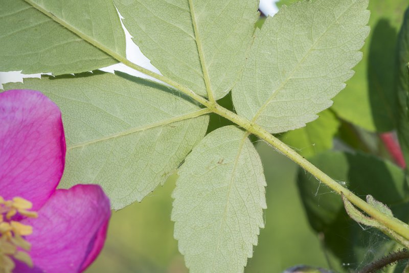 Rosaceae Majalis