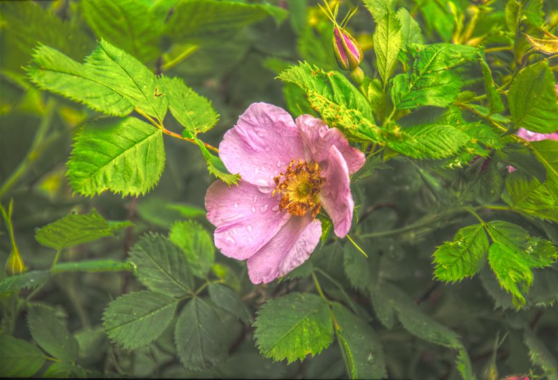Шиповник Майский (Rosa Majalis)