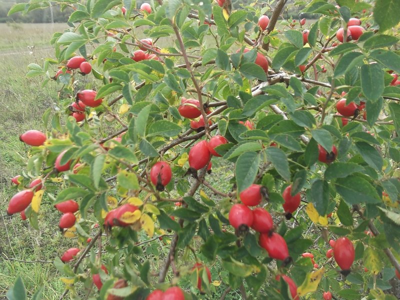 Шиповник Rosa Canina