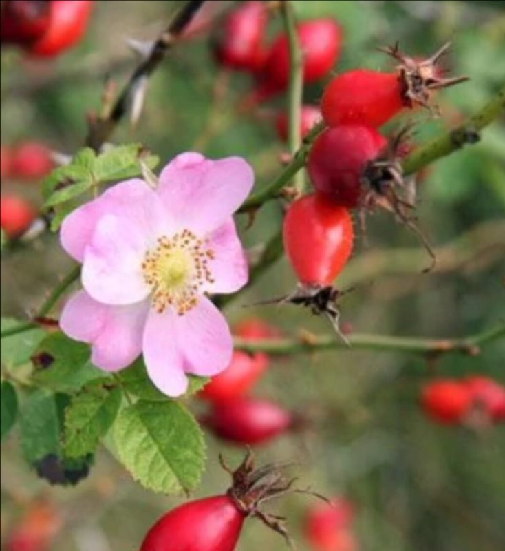 Шиповник Майский (Rosa Majalis) почки