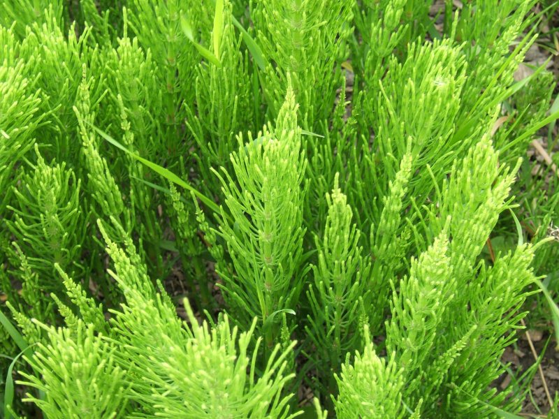 Стебель Equisetum arvense